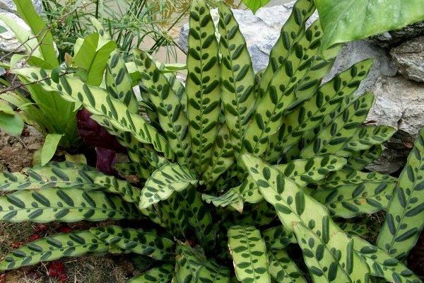 箭羽竹芋市場價格多少錢一盆 箭羽竹芋怎么養