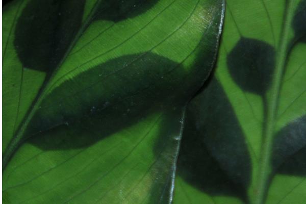 箭羽竹芋市場價格多少錢一盆 箭羽竹芋怎么養