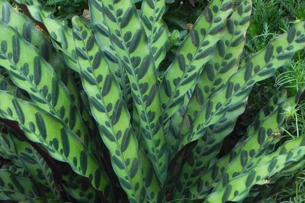 箭羽竹芋市場價格多少錢一盆 箭羽竹芋怎么養