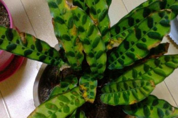 箭羽竹芋市場價格多少錢一盆 箭羽竹芋怎么養