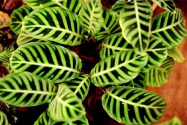 箭羽竹芋市場價格多少錢一盆 箭羽竹芋怎么養