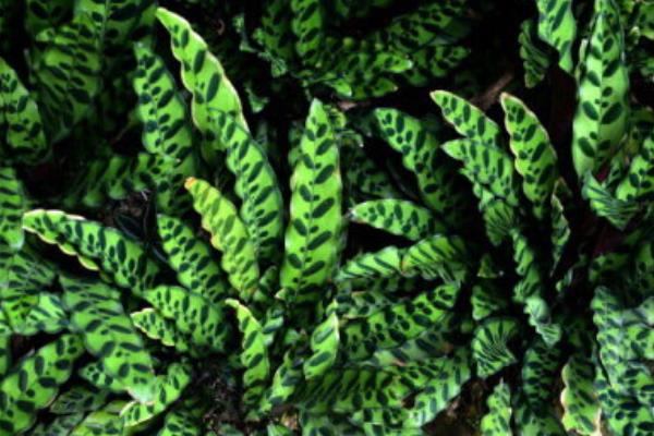 箭羽竹芋市場價格多少錢一盆 箭羽竹芋怎么養