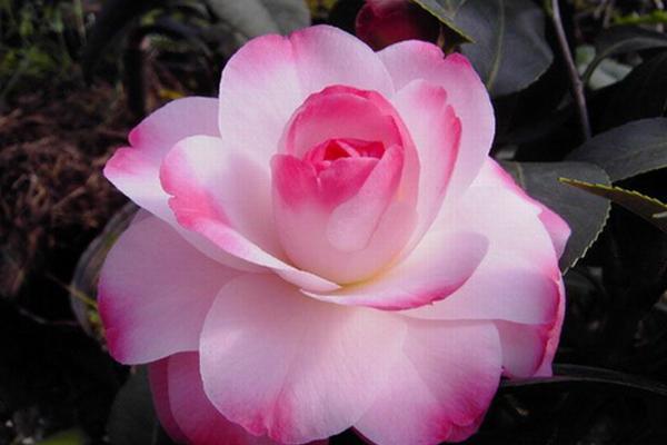 茶花有毒嗎 茶花可以吃嗎