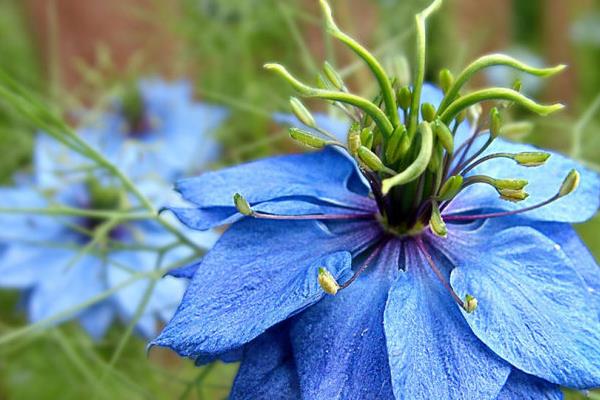 黑種草功效與作用及禁忌 黑種草藥用價值