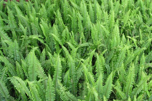 腎蕨有毒嗎 腎蕨果實可以生吃嗎