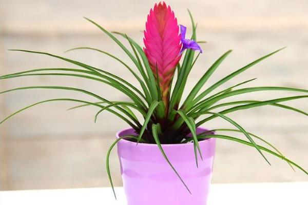 鐵蘭什么時候開花 鐵蘭花期是幾月