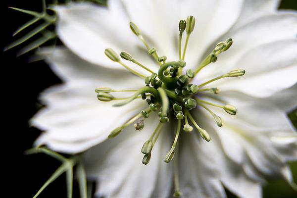 黑種草怎么種 黑種草種植方法與注意事項(xiàng)