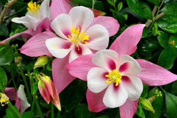 耬斗菜功效與作用及禁忌 耬斗菜藥用價值