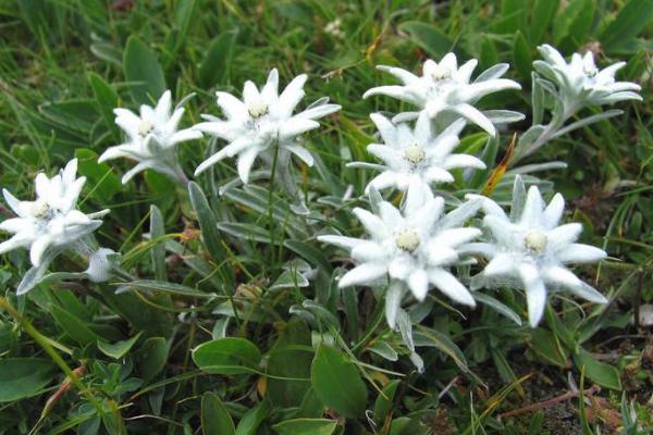 雪絨花功效與作用 雪絨花花語及寓意