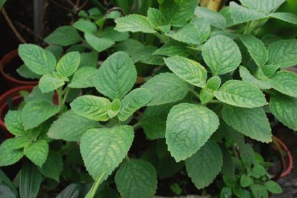 藿香葉怎么吃 孕婦能吃藿香葉嗎