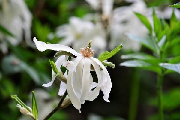 玉蘭花有毒嗎 玉蘭花能吃嗎