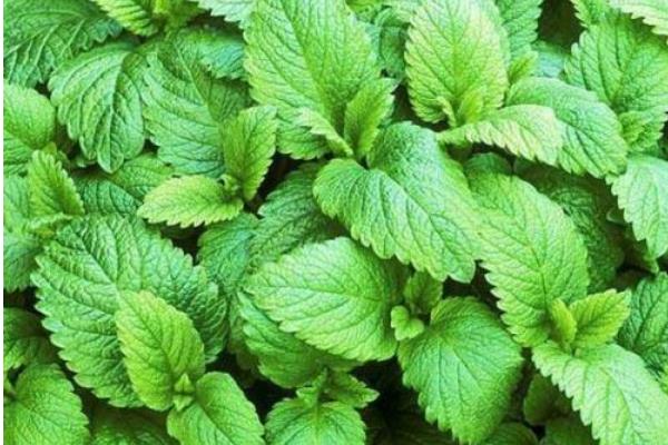 吸毒草圖片大全 吸毒草開花嗎