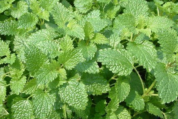 吸毒草圖片大全 吸毒草開花嗎