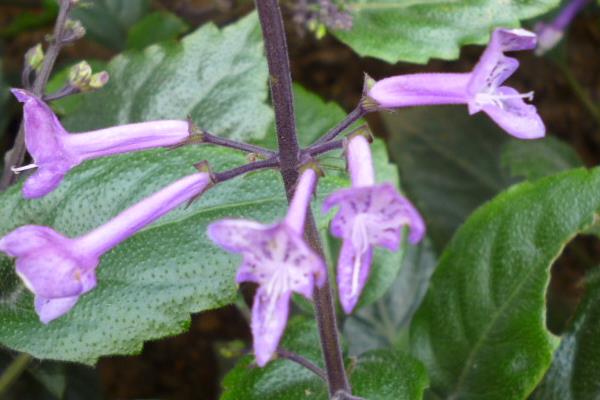 吸毒草圖片大全 吸毒草開花嗎