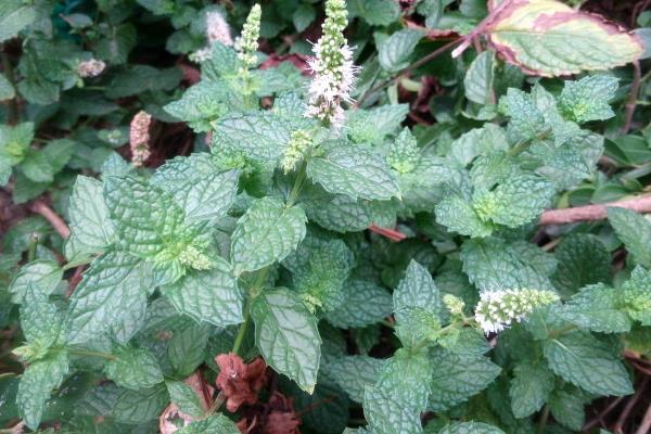 吸毒草圖片大全 吸毒草開花嗎