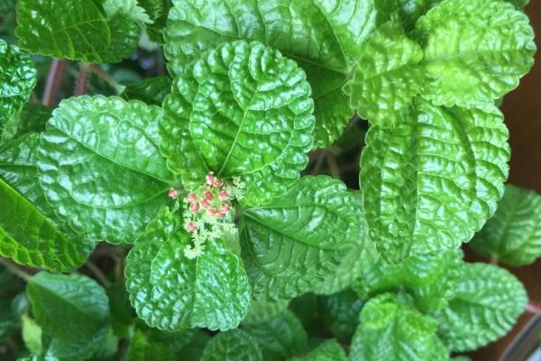 吸毒草圖片大全 吸毒草開花嗎