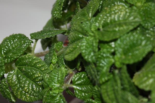 吸毒草圖片大全 吸毒草開花嗎