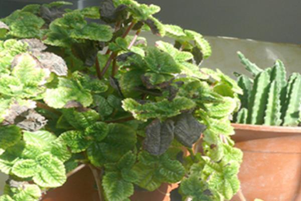 吸毒草圖片大全 吸毒草開花嗎