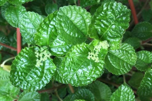 吸毒草圖片大全 吸毒草開花嗎