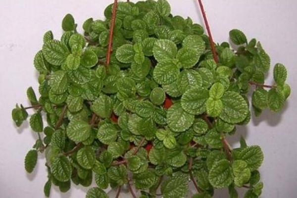 吸毒草圖片大全 吸毒草開花嗎