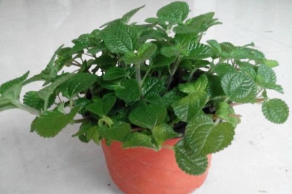 吸毒草圖片大全 吸毒草開花嗎