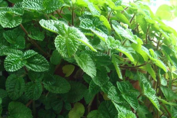 吸毒草圖片大全 吸毒草開花嗎