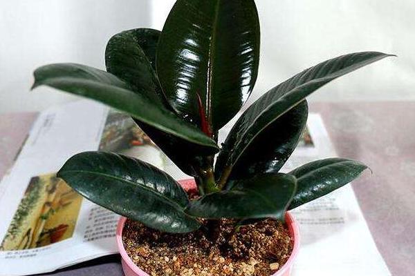 橡皮樹開花嗎 橡皮樹花期是幾月