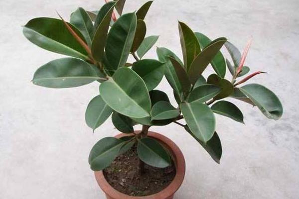 橡皮樹吸甲醛凈化空氣嗎 橡皮樹適合在室內(nèi)養(yǎng)嗎