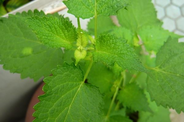 藿香怎么種 藿香種子種植方法與注意事項