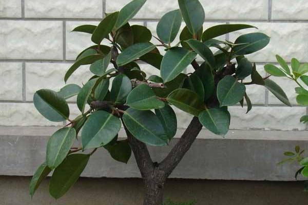 橡皮樹太高了怎么辦 橡皮樹怎么修剪