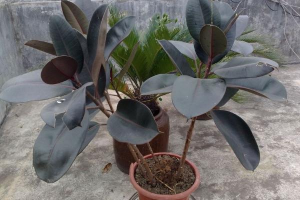 橡皮樹太高了怎么辦 橡皮樹怎么修剪