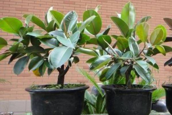 橡皮樹太高了怎么辦 橡皮樹怎么修剪