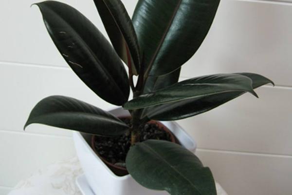 橡皮樹太高了怎么辦 橡皮樹怎么修剪