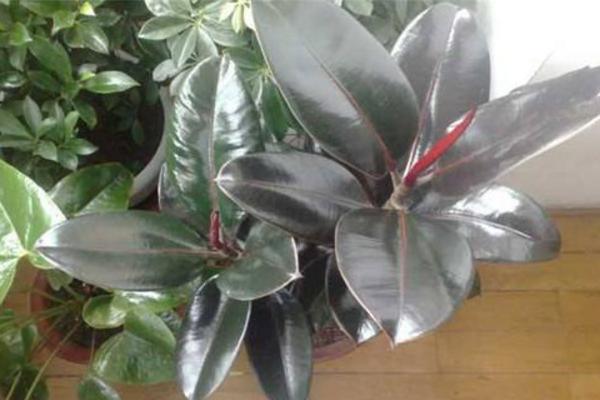 橡皮樹太高了怎么辦 橡皮樹怎么修剪