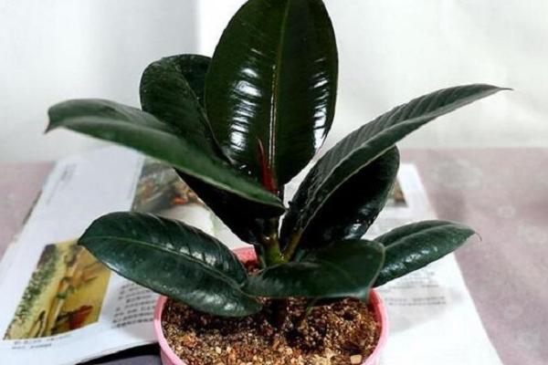 橡皮樹好養嗎 橡皮樹種子怎么種