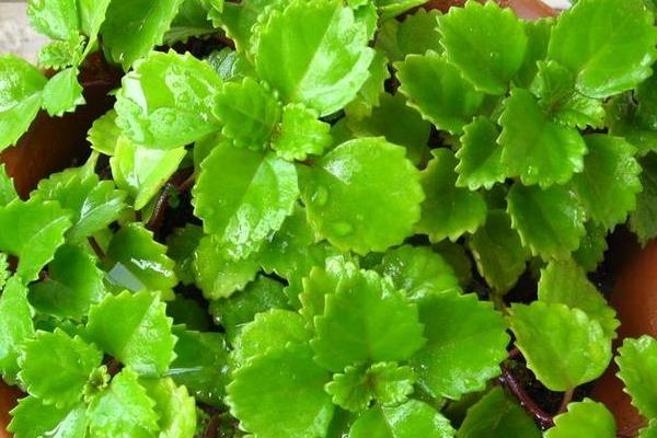 吸毒草功效與作用 吸毒草藥用價(jià)值