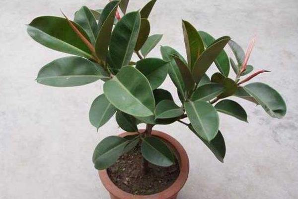 橡皮樹好養嗎 橡皮樹種子怎么種