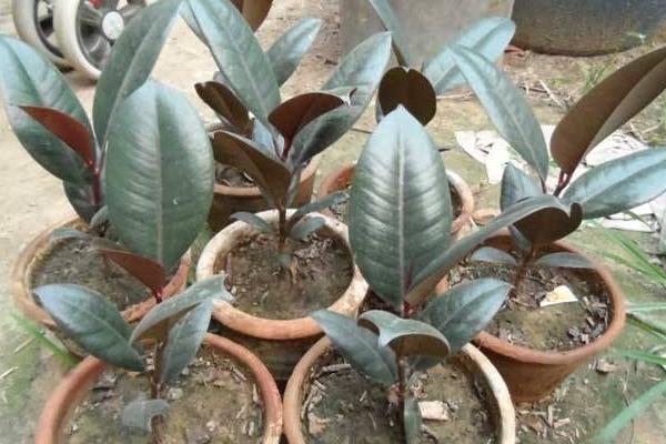 橡皮樹好養嗎 橡皮樹種子怎么種