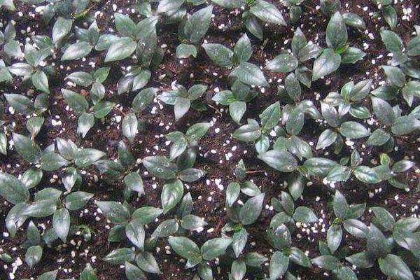 橡皮樹好養嗎 橡皮樹種子怎么種