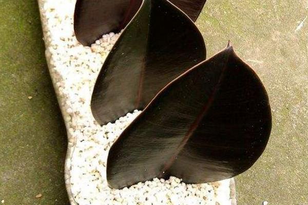 橡皮樹好養嗎 橡皮樹種子怎么種