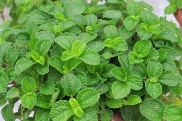 吸毒草圖片大全 吸毒草開花嗎