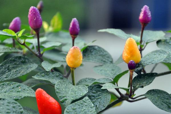 五彩椒和朝天椒哪個(gè)更辣一點(diǎn) 五彩椒的選購技巧