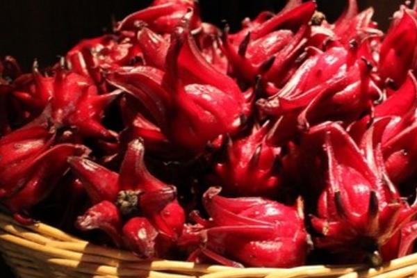 洛神花怎么種 洛神花種植方法與注意事項(xiàng)