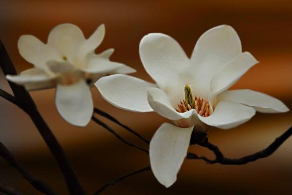 玉蘭種子市場價格多少錢一斤 玉蘭的養(yǎng)殖方法 