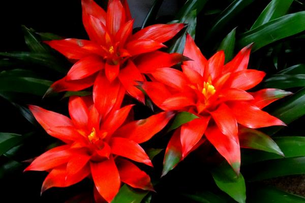 水塔花和鳳梨花的區(qū)別是什么 水塔花怎么養(yǎng)