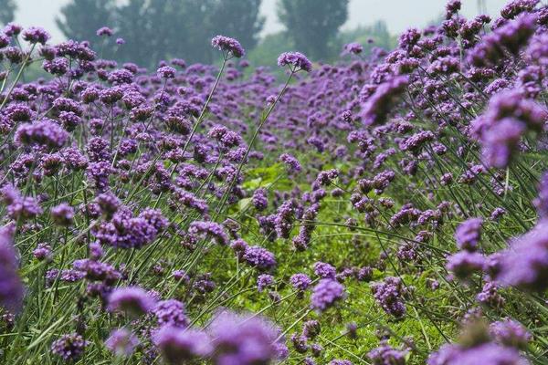 馬鞭草市場價格多少錢一斤 馬鞭草怎么種