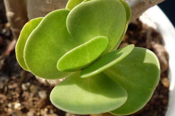 金錢木怎么澆水（多久澆一次）金錢木怎么種