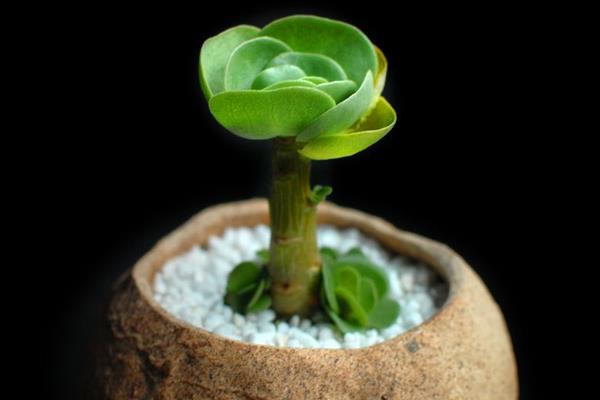 金錢木怎么澆水(多久澆一次)金錢木怎么種