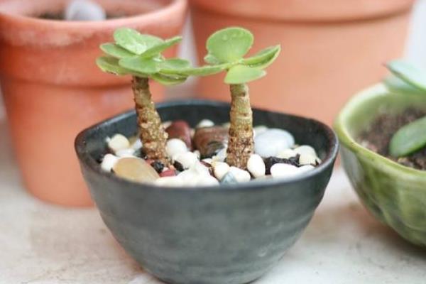 金錢木怎么澆水(多久澆一次)金錢木怎么種