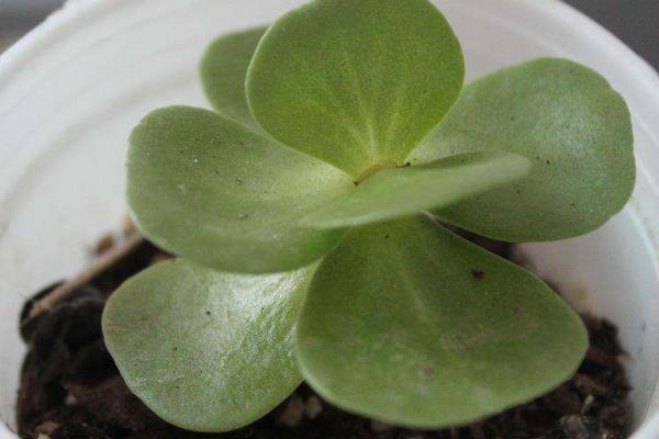 金錢木怎么澆水(多久澆一次)金錢木怎么種